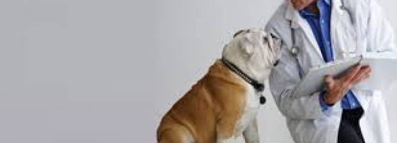 Departamento de Medicina Veterinária da UFPR firma convênio para atuação em Paranaguá
